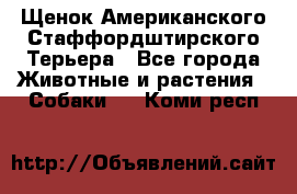 Щенок Американского Стаффордштирского Терьера - Все города Животные и растения » Собаки   . Коми респ.